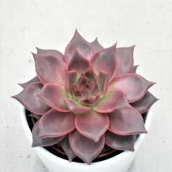 Echeveria Agavoides Romeo - 10,5cm