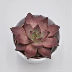 Echeveria Agavoides Romeo Rubin - 8,5cm