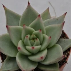 Echeveria Agavoides Sirius - 8,5cm