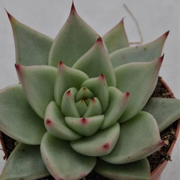 Echeveria Agavoides Sirius - 8,5cm 1 Echeveria Agavoides Sirius - 8,5cm