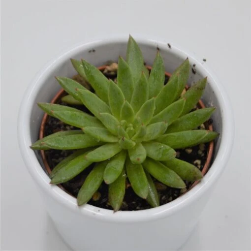 Echeveria Calderoniae - 6cm -Günstiges Lichtnelke Geschäft echeveria calderoniae 6cm