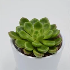 Echeveria X Cremnophila (Cremneria) Chubbs - 8,5cm