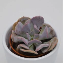 Echeveria Cubic Frost - 5,5cm