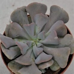 Echeveria Cubic Frost - 9cm