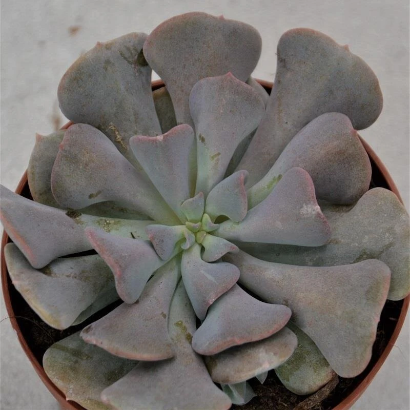 Echeveria Cubic Frost - 9cm 1 Echeveria Cubic Frost - 9cm