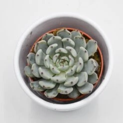 Echeveria Cuspidata Var. Gemmula - 5,5cm