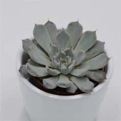 Echeveria Cuspidata Var. Gemmula - 5,5cm -Günstiges Lichtnelke Geschäft echeveria cuspidata var gemmula 5cm3
