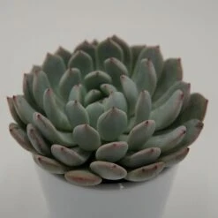 Echeveria Cuspidata Var. Gemmula - 8,5cm