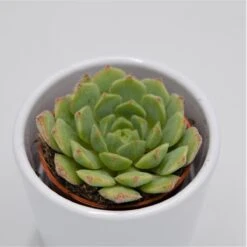 Echeveria Derosa - 5,5cm