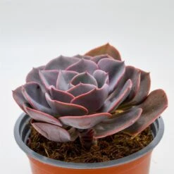 Echeveria Dusty Rose - 13cm