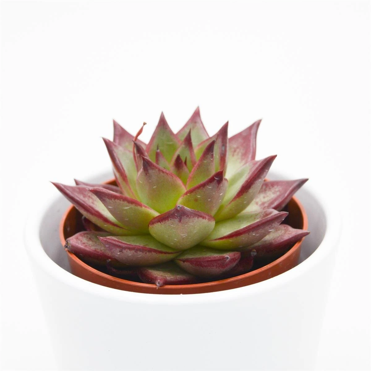Echeveria Electra - 8,5cm 2 Echeveria Electra - 8,5cm - Image 2