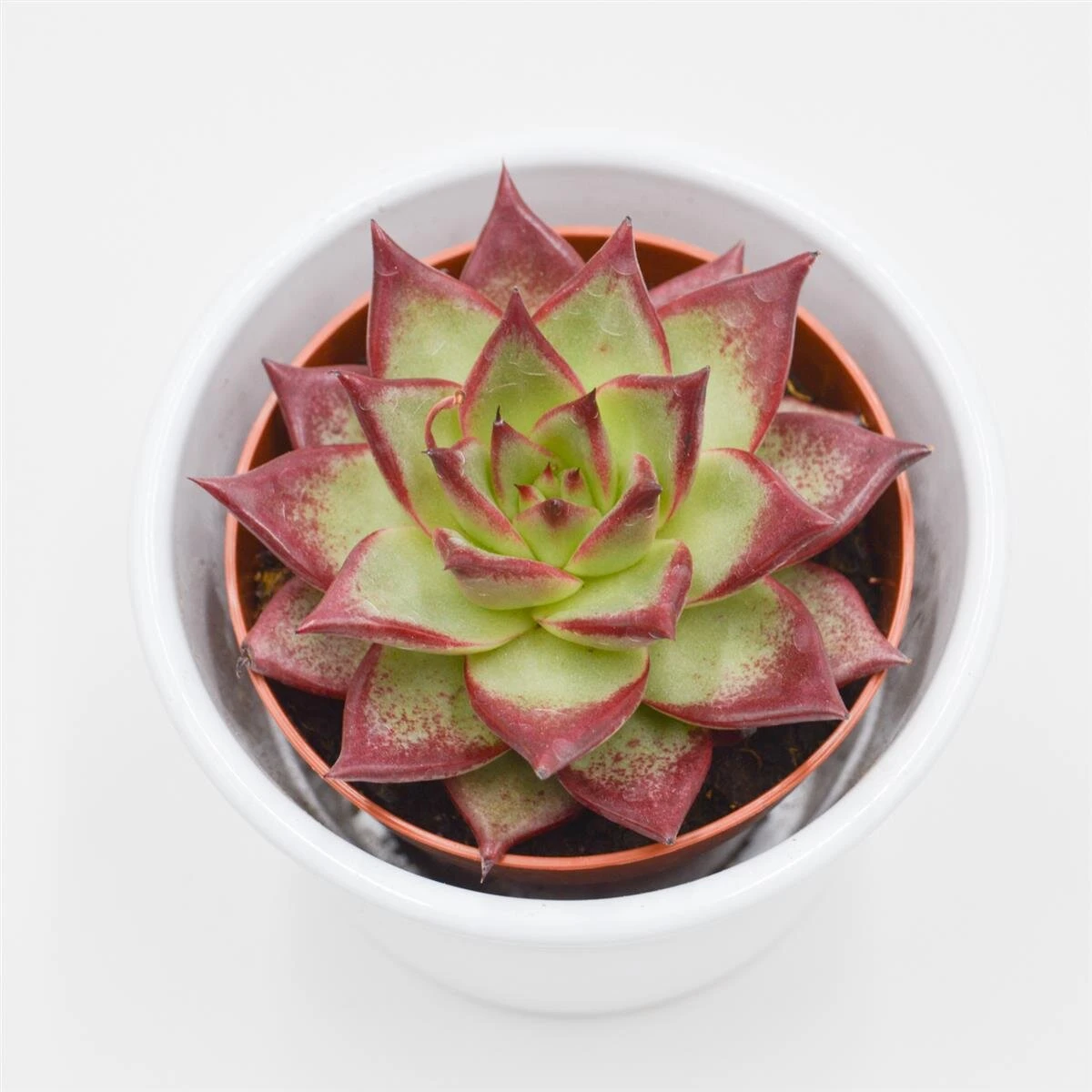 Echeveria Electra - 8,5cm 1 Echeveria Electra - 8,5cm