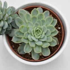 Echeveria Elegans - 10,5cm