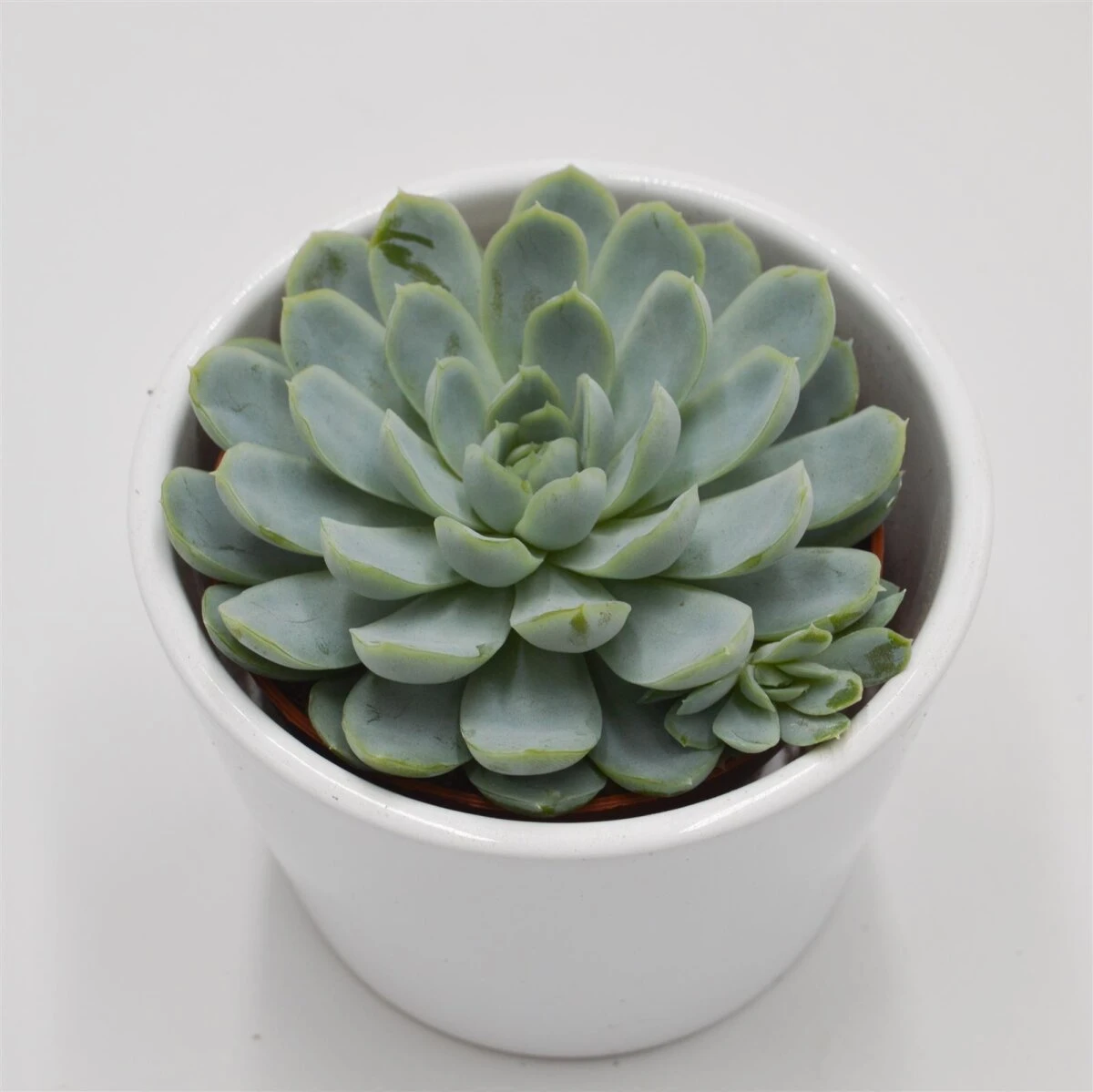 Echeveria Elegans - 8,5cm 1 Echeveria Elegans - 8,5cm