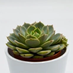 Echeveria Elfstone - 8,5cm