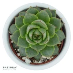 Echeveria Fabiola - 6cm -Günstiges Lichtnelke Geschäft echeveria fabiola 6cm