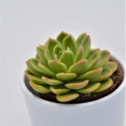 Echeveria Gilva - 8,5cm