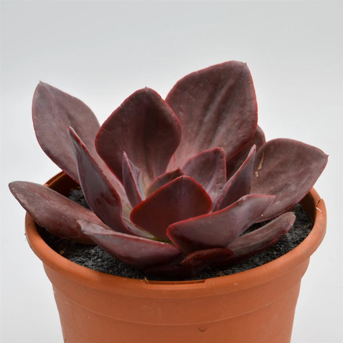 Echeveria Goiabinha - 17cm 1 Echeveria Goiabinha - 17cm