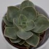 Echeveria Green Pearl - 9cm