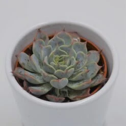 Echeveria Halbingeri - 6cm