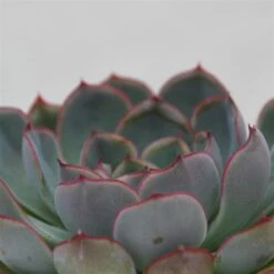 Echeveria Hercules - 8,5cm