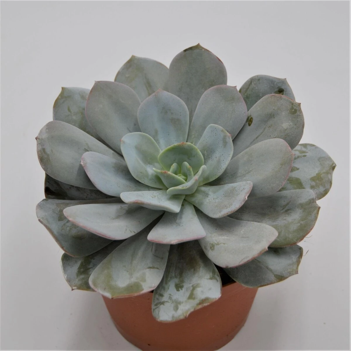 Echeveria Gila - 15cm 1 Echeveria Gila - 15cm