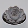 Echeveria Lilacina - 9cm