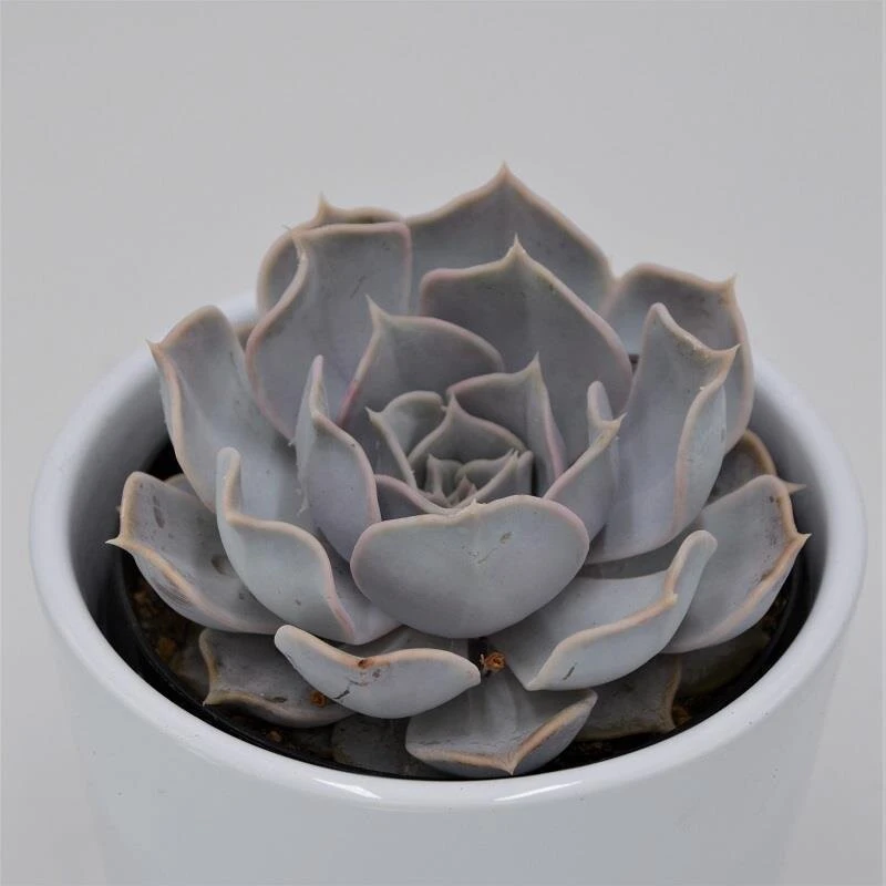 Echeveria Lilacina - 9cm 1 Echeveria Lilacina - 9cm