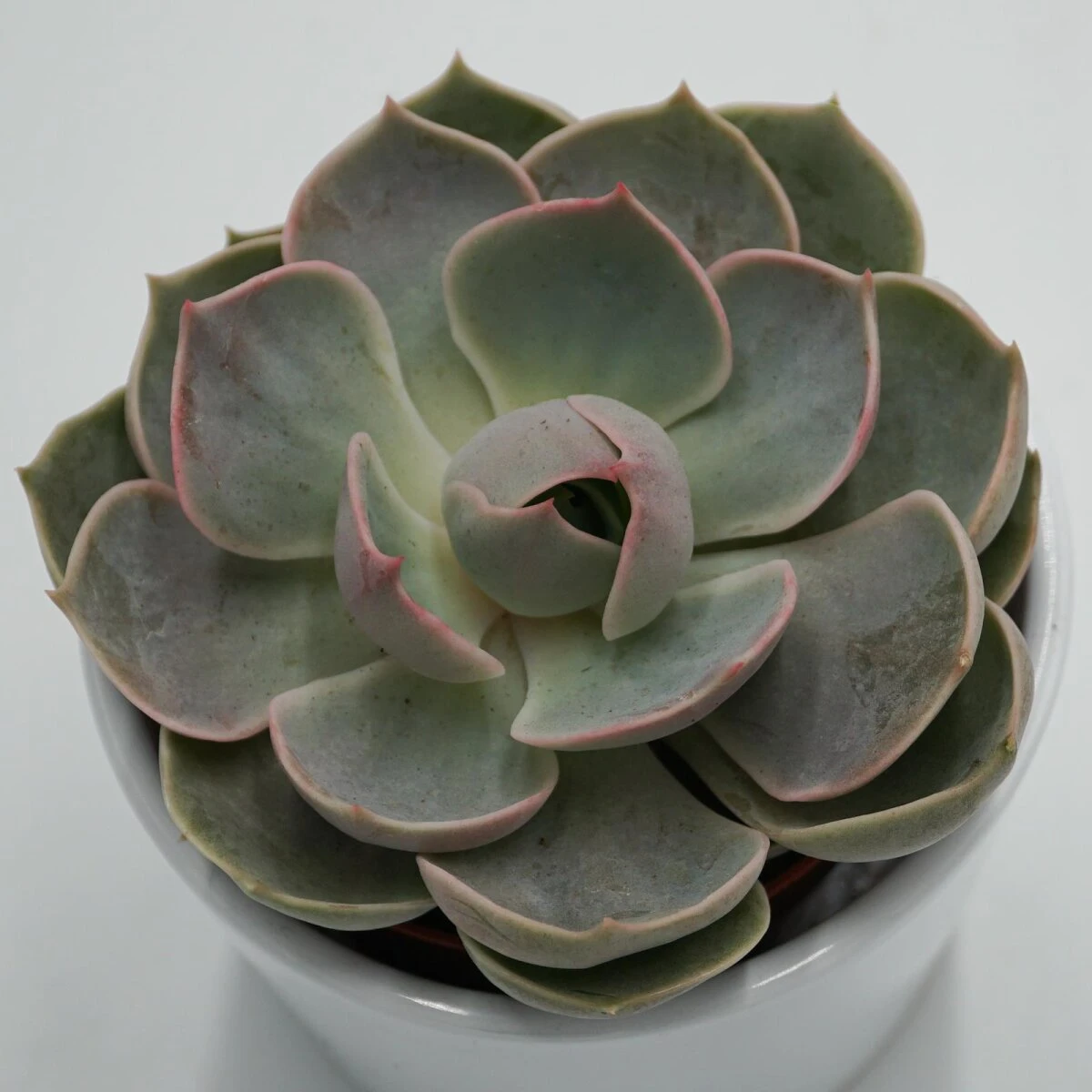 Echeveria Lotus - 8,5cm 1 Echeveria Lotus - 8,5cm