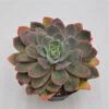 Echeveria Luella - 15cm