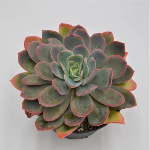 Echeveria Luella - 15cm -Günstiges Lichtnelke Geschäft echeveria luella