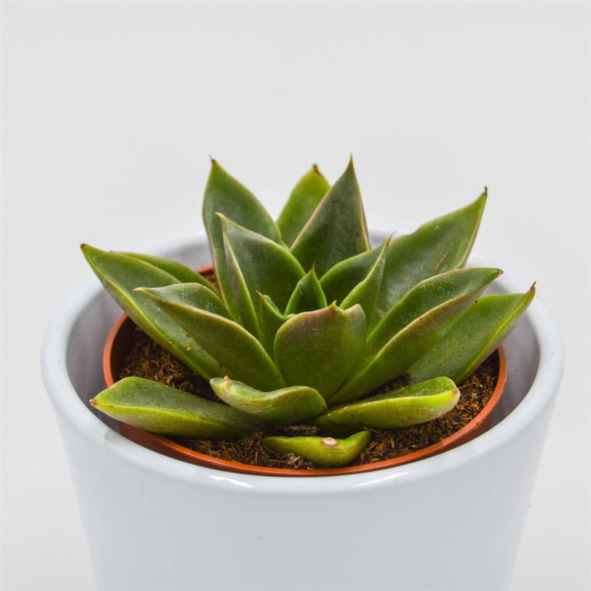 Echeveria Mexicana - 8,5cm 1 Echeveria Mexicana - 8,5cm