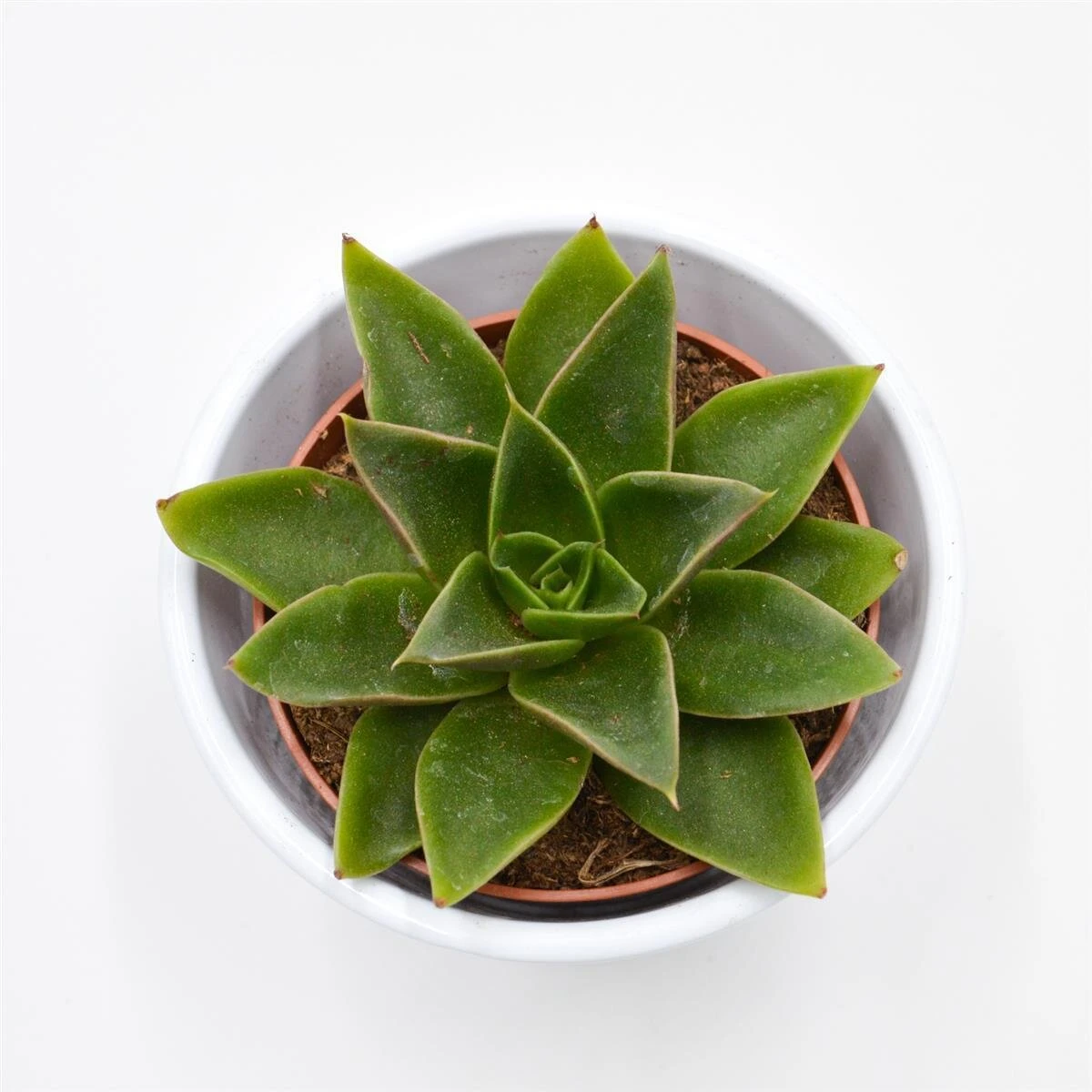 Echeveria Mexicana - 8,5cm 2 Echeveria Mexicana - 8,5cm - Image 2