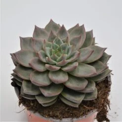 Echeveria Monica - 13cm