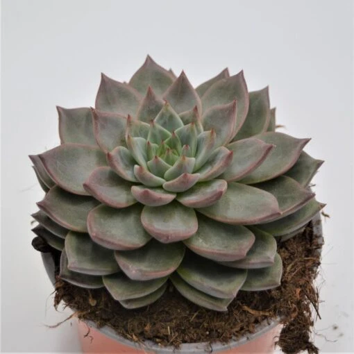 Echeveria Monica - 13cm -Günstiges Lichtnelke Geschäft echeveria monica 13cm