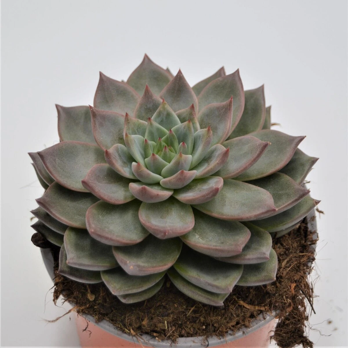Echeveria Monica - 13cm 1 Echeveria Monica - 13cm