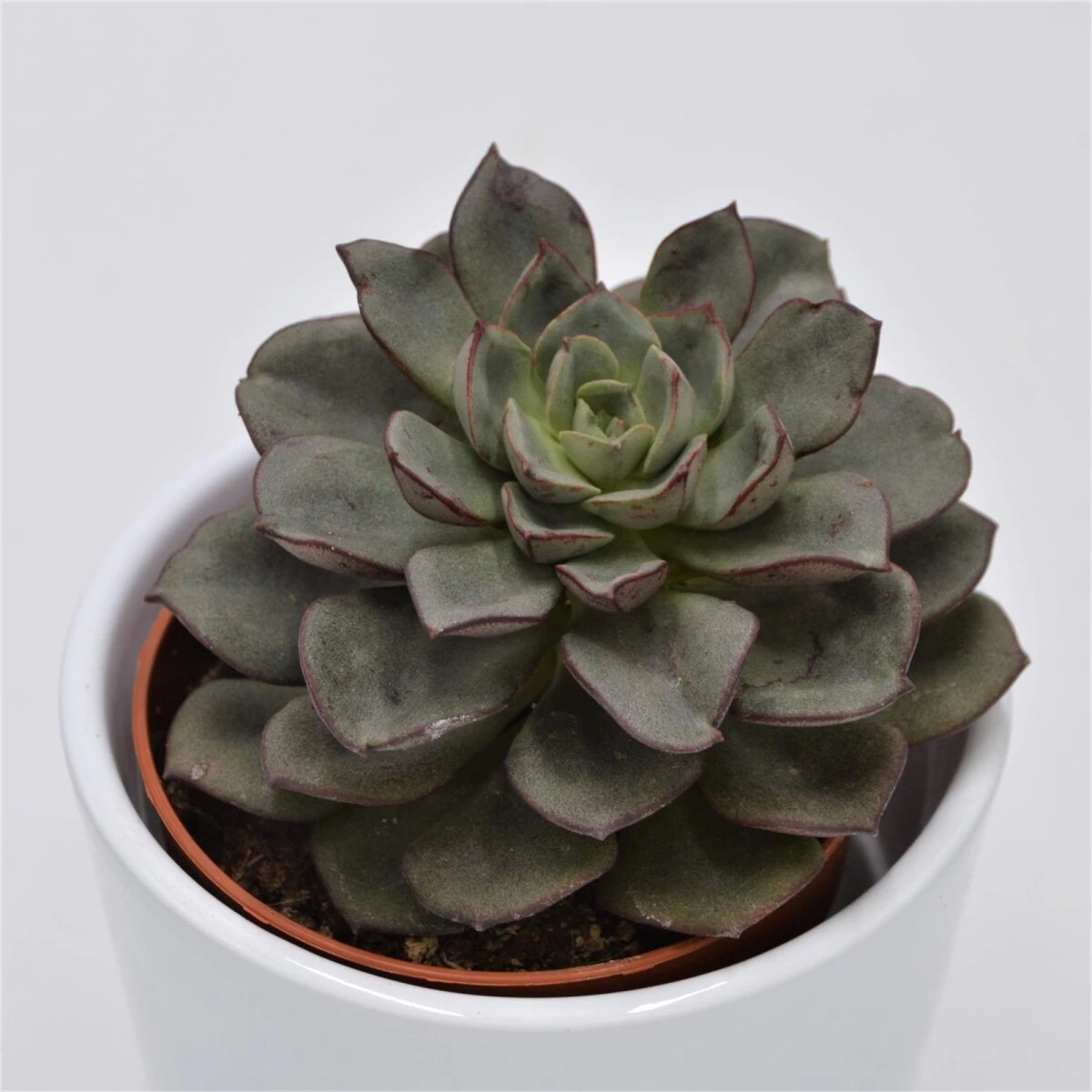 Echeveria Moranii - 8,5cm 1 Echeveria Moranii - 8,5cm