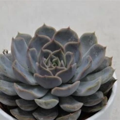 Echeveria Orion - 10,5cm