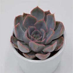 Echeveria Orion - 6cm