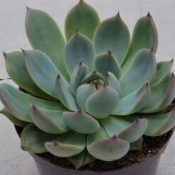 Echeveria Parva Beatrice - 10,5cm
