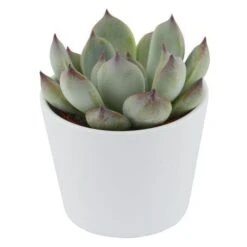 Echeveria Parva Beatrice - 6cm