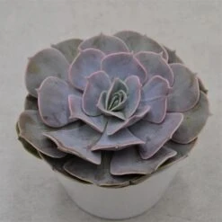 Echeveria Pollux - 12cm