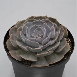 Echeveria Pollux - 18cm