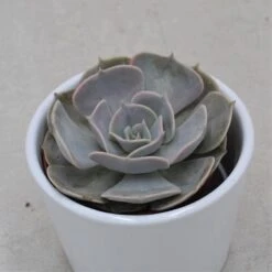 Echeveria Pollux - 8,5cm