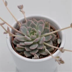 Echeveria Prolifica - 6cm