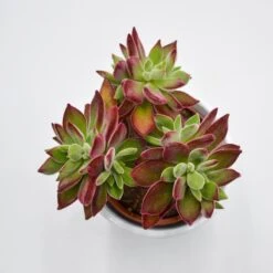 Echeveria Pulvinata Devotion - 10,5cm