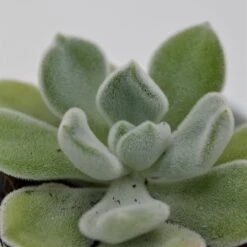 Echeveria Pulvinata Frosty - 5,5cm