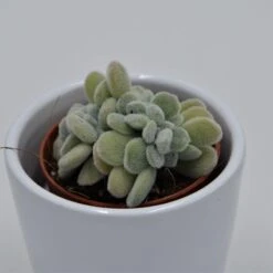 Echeveria Pulvinata Frosty F. Cristata - 5,5cm