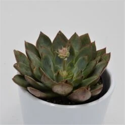 Echeveria Punita - 9cm