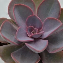 Echeveria Purple Pearl - 10,5cm